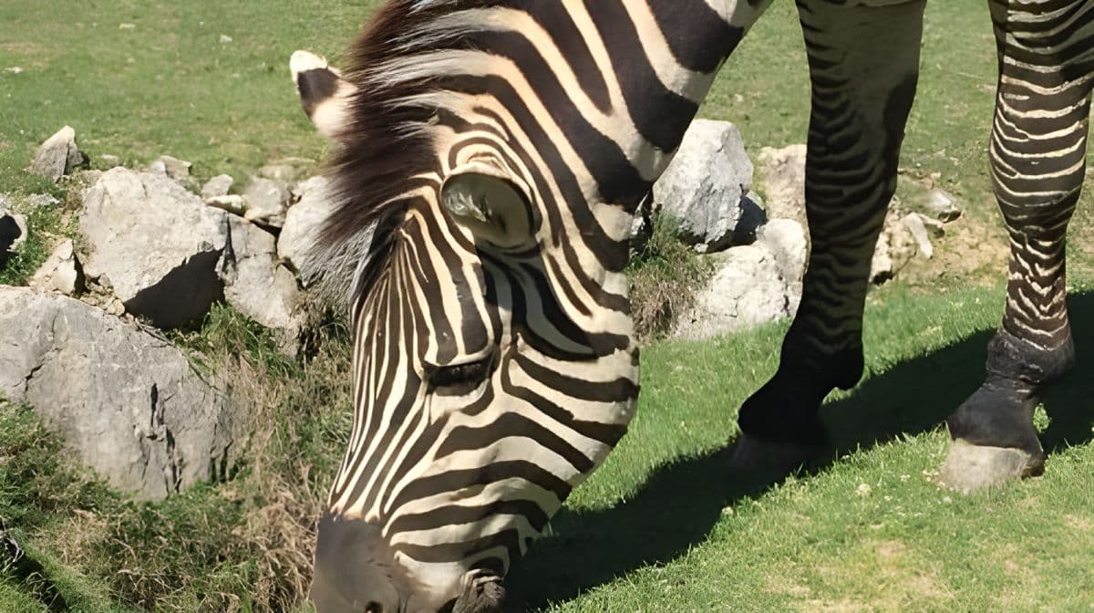 Pombia Safari Park