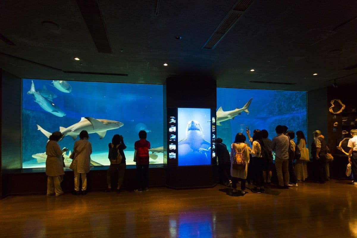 Okinawa Churaumi Aquarium