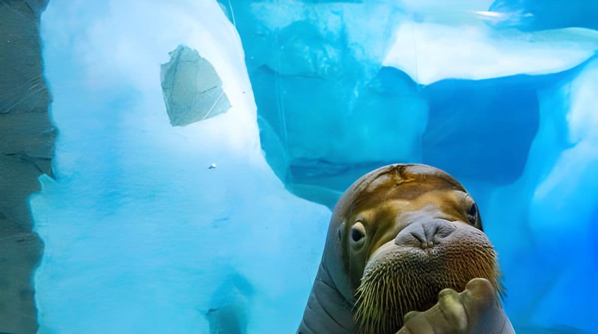SeaWorld Orlando