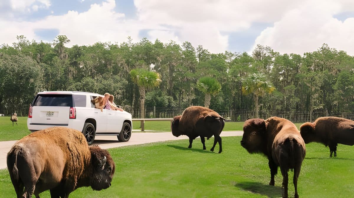 Wild Florida Drive-Thru Safari and Gator Park Admission Day Tours