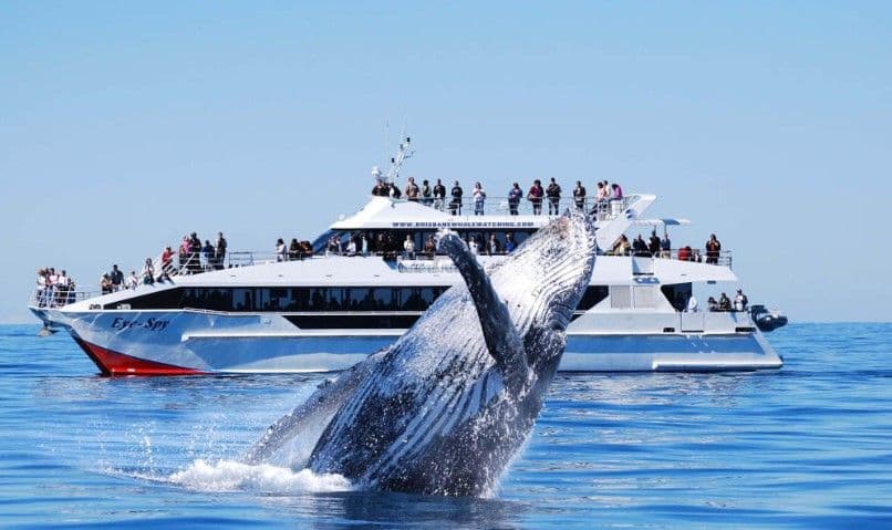 Brisbane Whale Watching Cruise