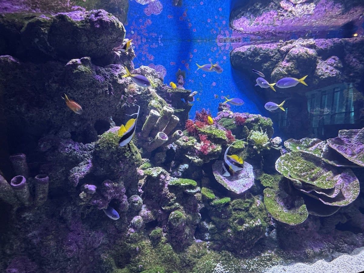 Cairns Aquarium Entry Tickets