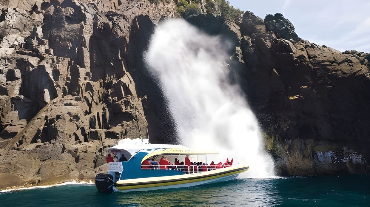3-hour wilderness cruise on Tasmanian Bruny Island [optional departure from Hobart] Day Tours