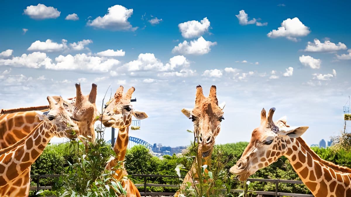Taronga Zoo Sydney