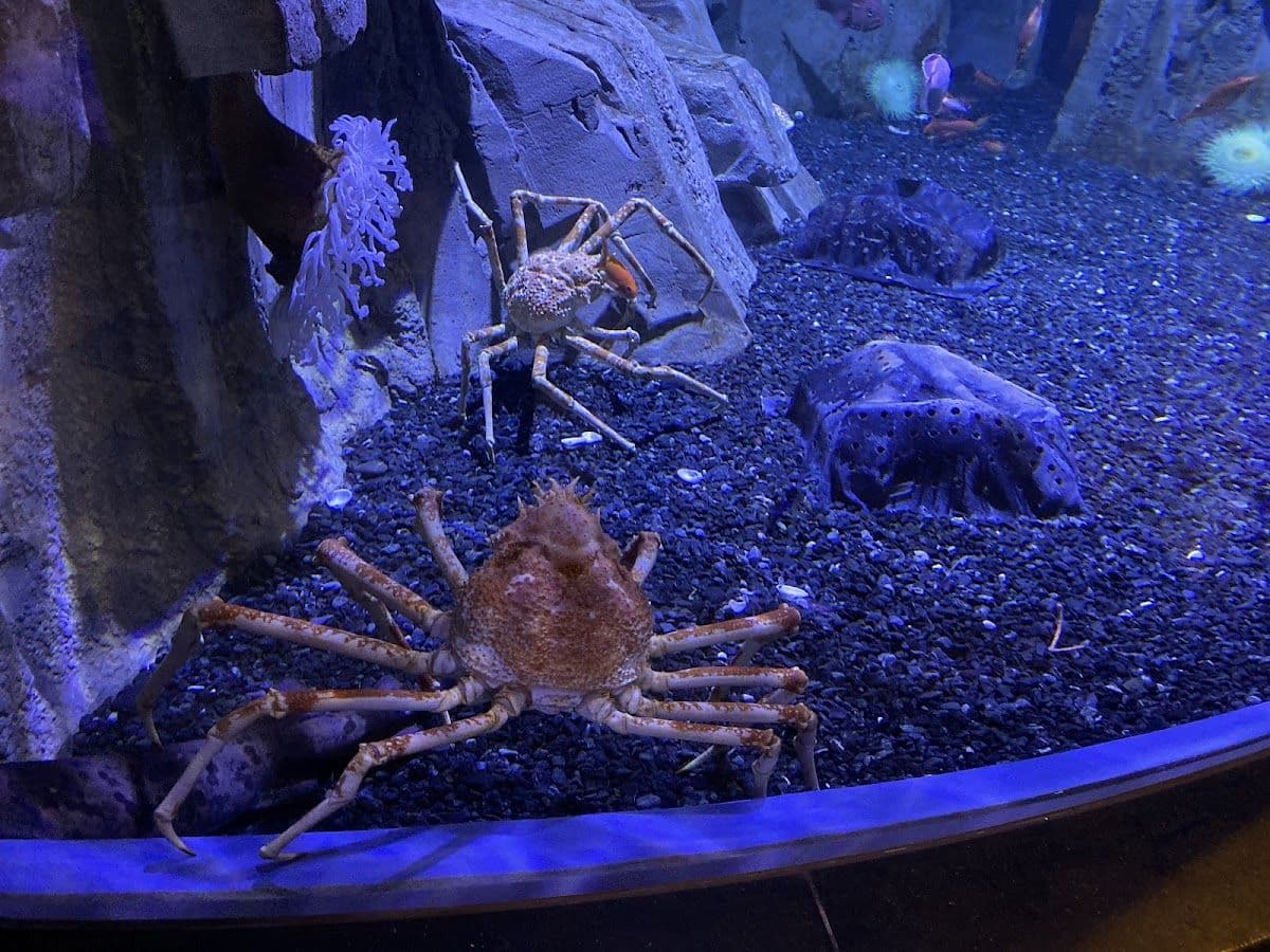 Dubai Aquarium And Underwater Zoo