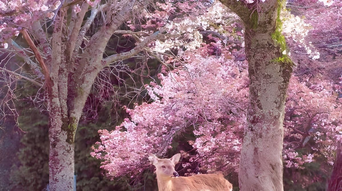 Nara Park + Uji 1-day tour, feed adorable deer, taste matcha, admire maple leaves