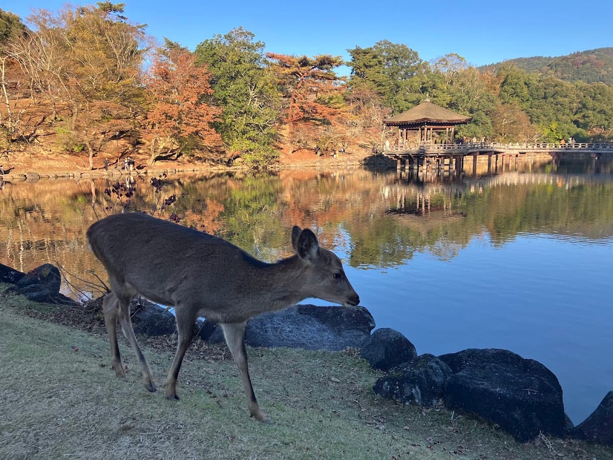 Nara Park Day Tours