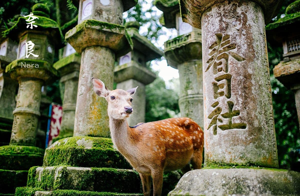 Osaka Ikoma Mountain Skybike, Nara Park Todaiji Temple, and Mt. Wakakusa Day Tour