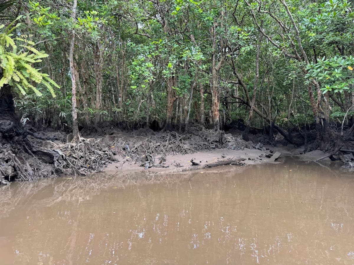 Mangrove or Fireflies Tour in Bintan