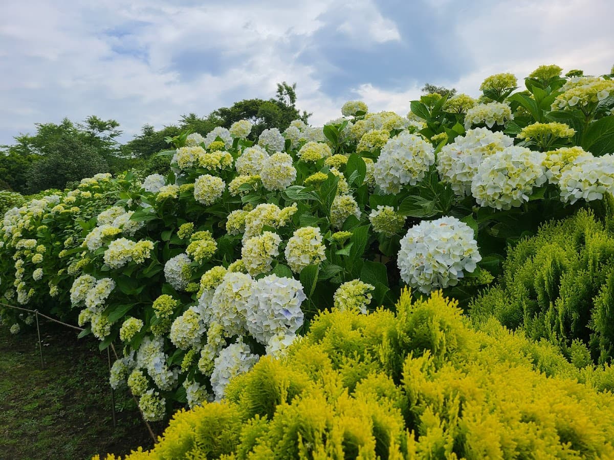 Camellia Hill Botanical Garden Admission