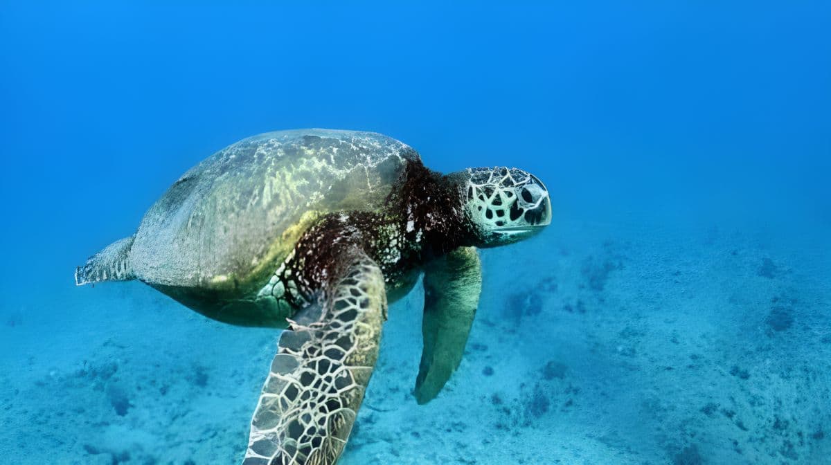 Honolulu Oahu Zipline & Dolphin Snorkeling Adventure Tour 166955