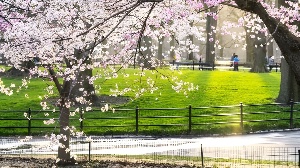 Central Park