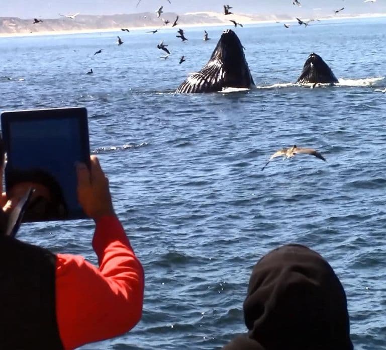 Monterey: Monterey Bay Dolphin and Whale Watching Boat Tour