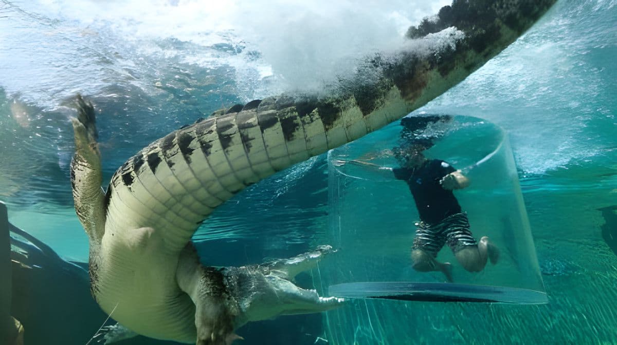 Crocosaurus Cove