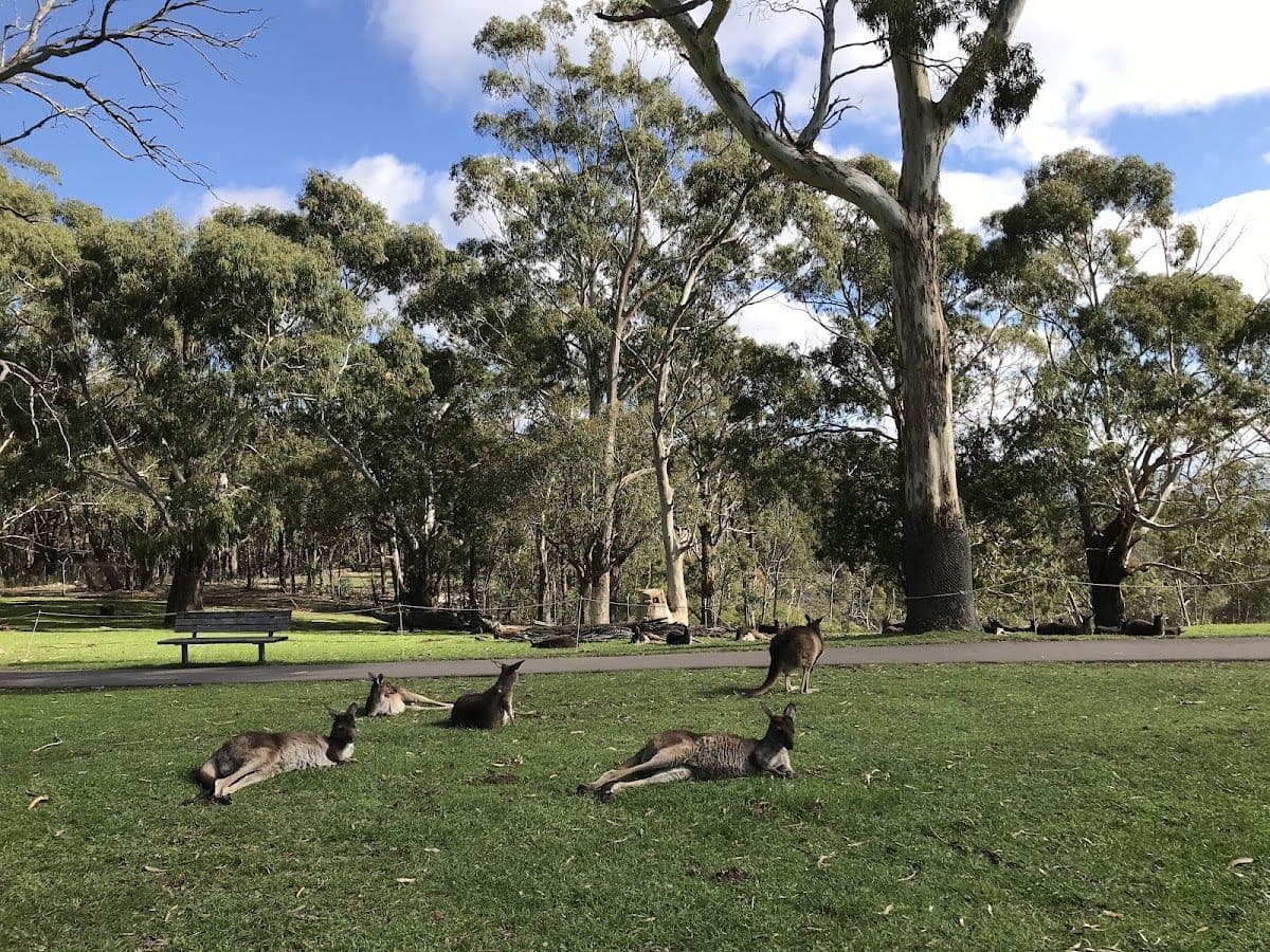 Cleland Wildlife Park Tour from Adelaide