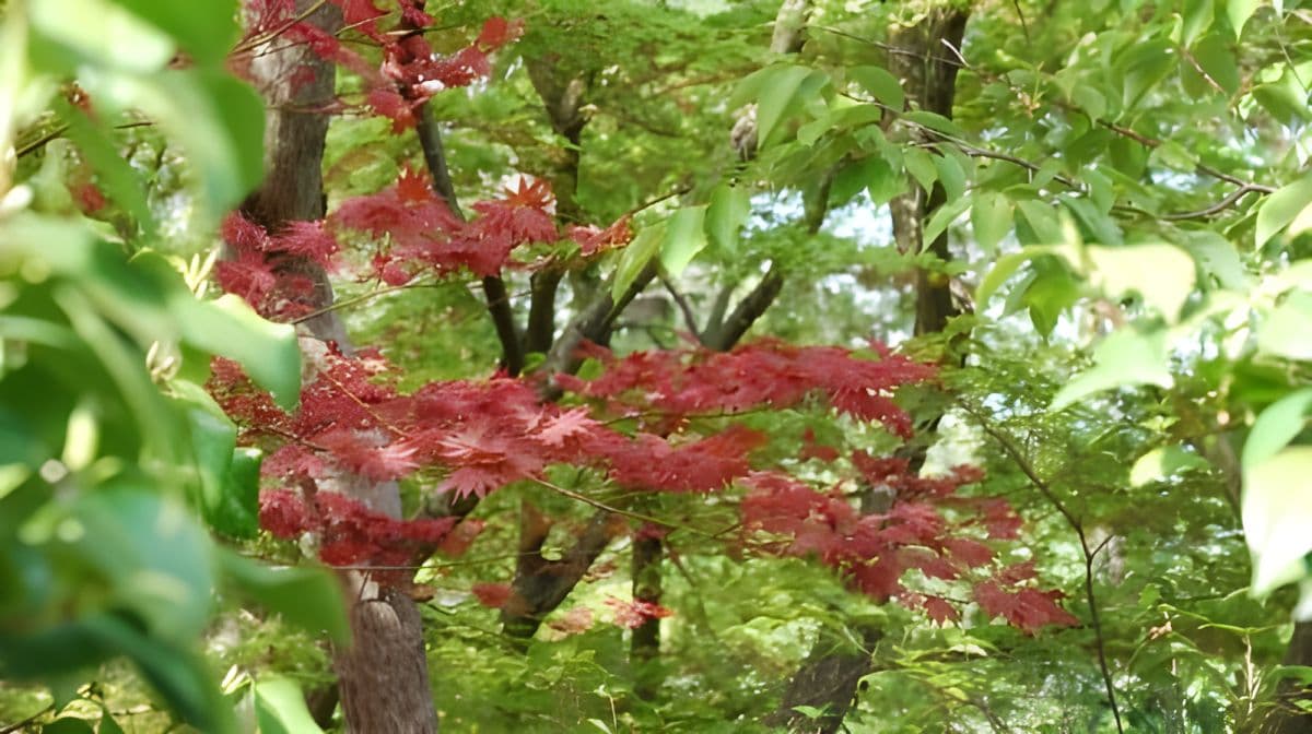 Nara: Enjoy the Highlights of Nara in 3 Hours Day Tours